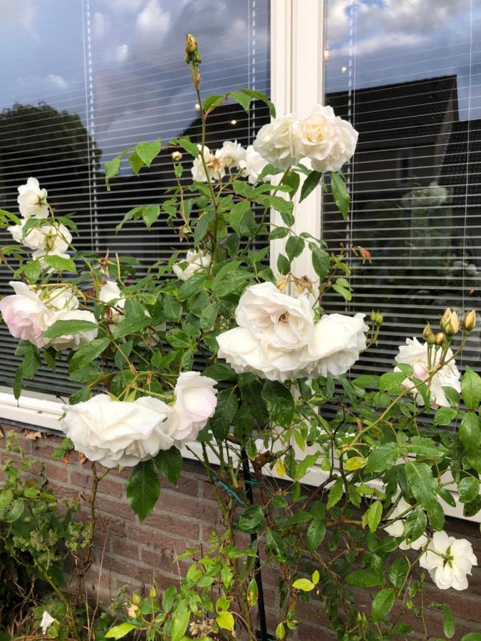Vakantiewoning In Middelburg Zeeland Bagian luar foto